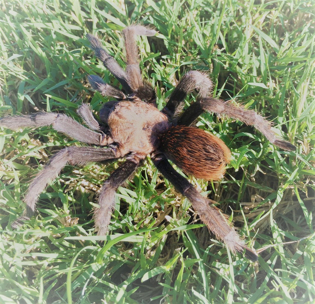 A. chalcodes-Male-New River 3