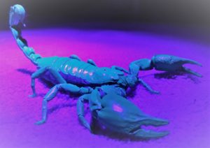 Meet Naiyana- Originally from the rain forests of Thailand, this striking lady proves that beauty is not only skin deep. After mastering the "Art of Eight Limbs", Naiyana became a Muay Thai champion! Don't get on her bad side or you'll "Feel The Sting!"